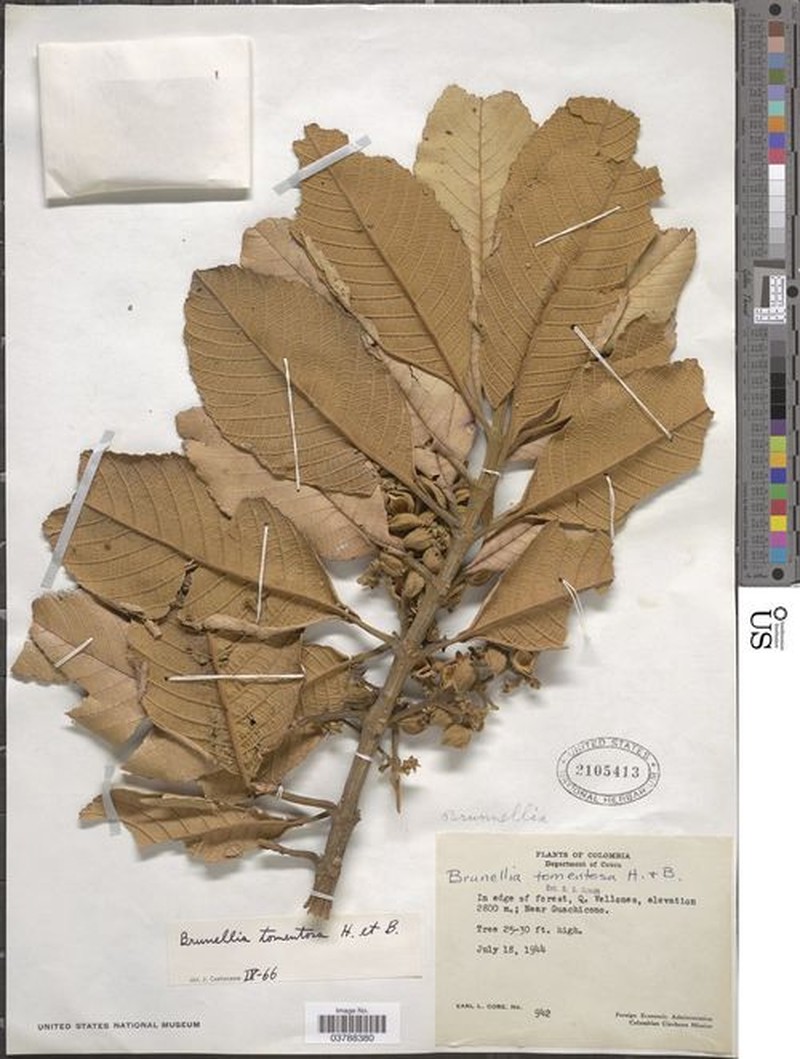 Brunellia tomentosa
