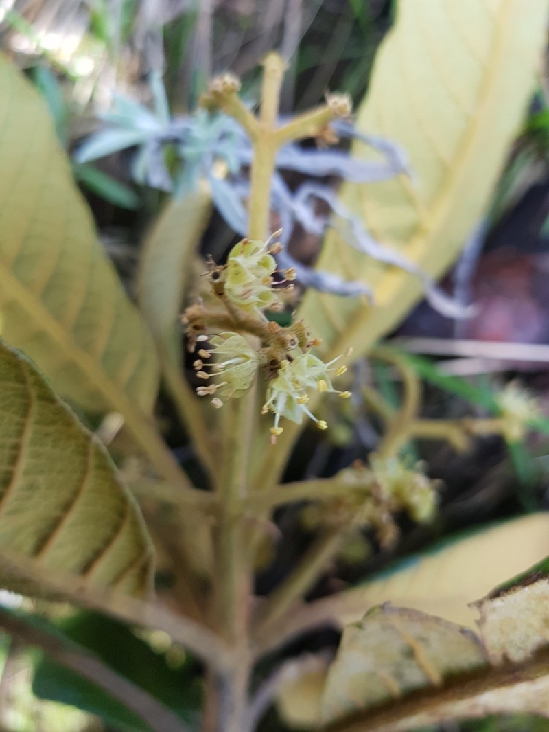 Brunellia tomentosa photo 2