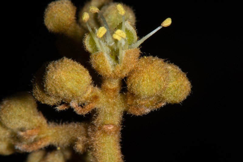 Brunellia tomentosa photo 3