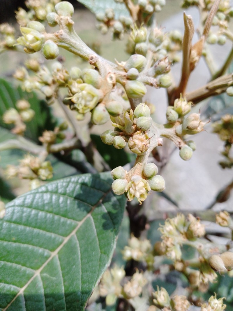 Brunellia tomentosa photo 4