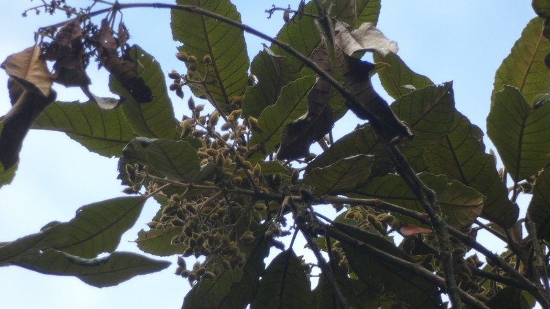 Brunellia tomentosa photo 6