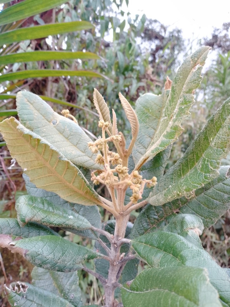 Brunellia tomentosa photo 7