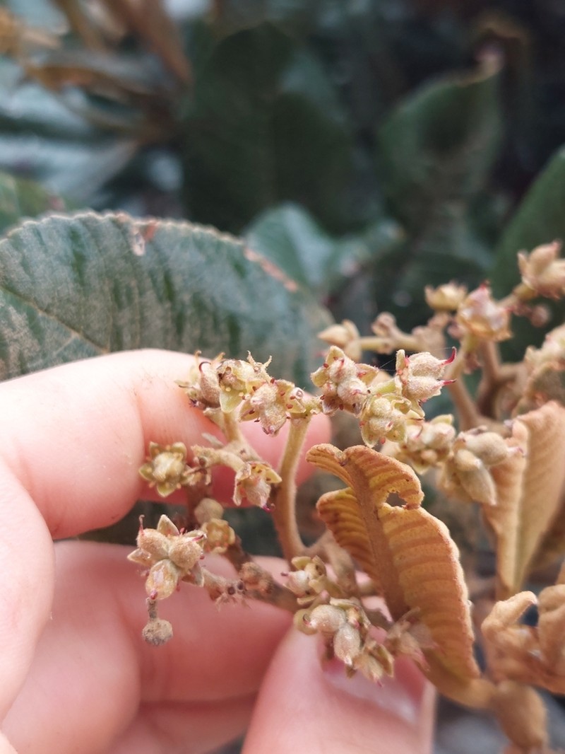 Brunellia trianae
