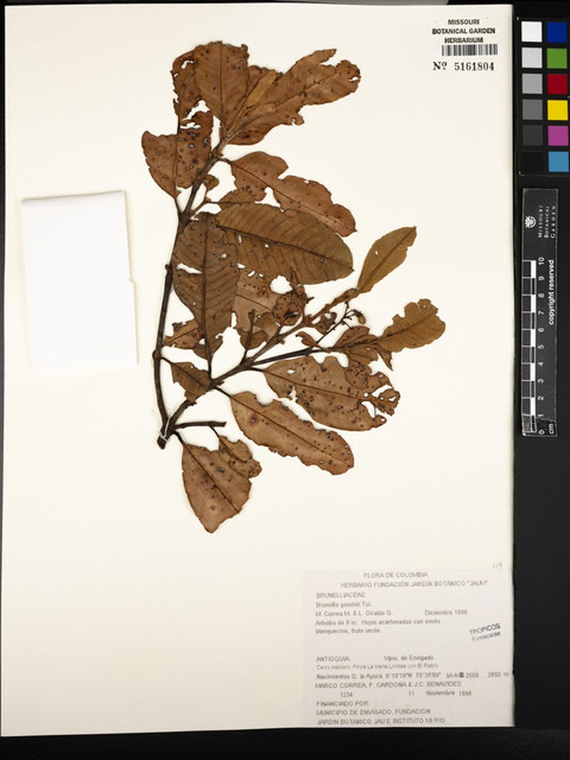 Brunellia trianae photo 2