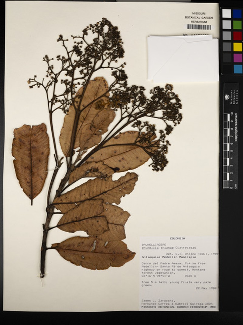 Brunellia trianae photo 3
