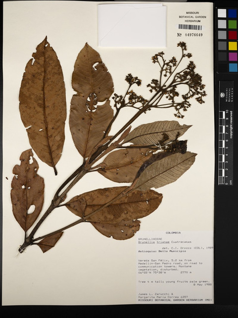 Brunellia trianae photo 4