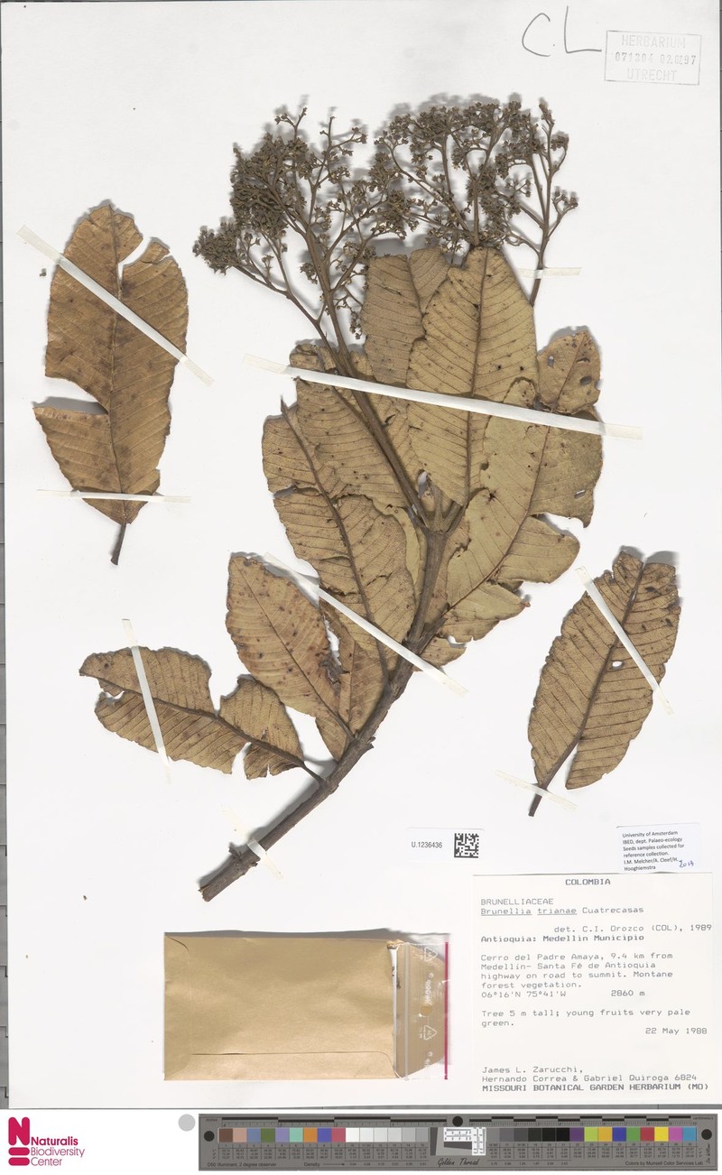 Brunellia trianae photo 5