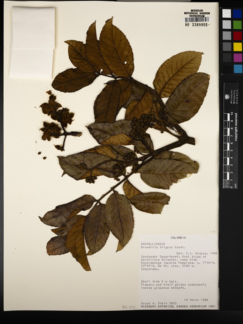 Brunellia trigyna