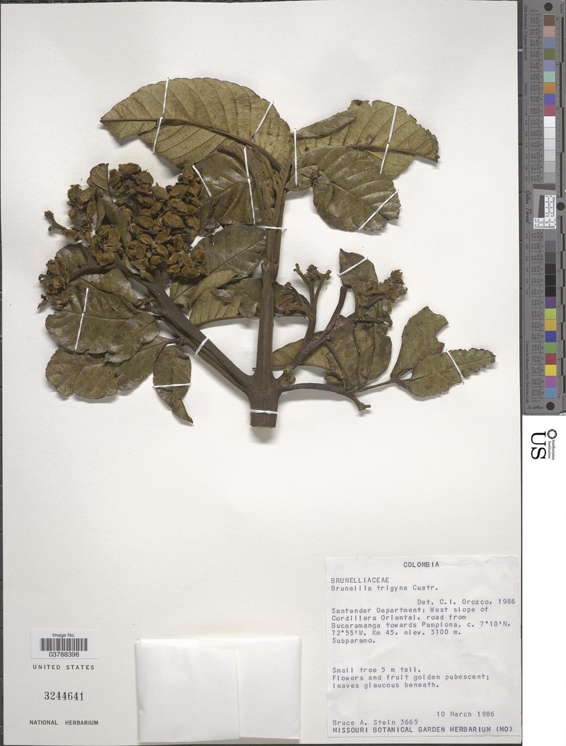 Brunellia trigyna photo 2
