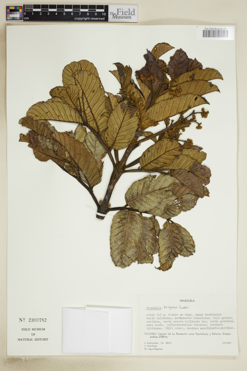 Brunellia trigyna photo 3