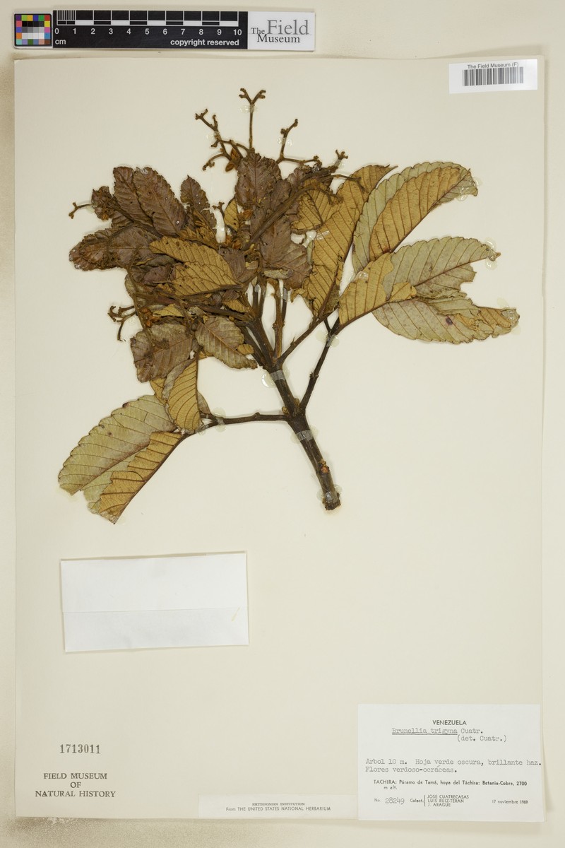 Brunellia trigyna photo 4
