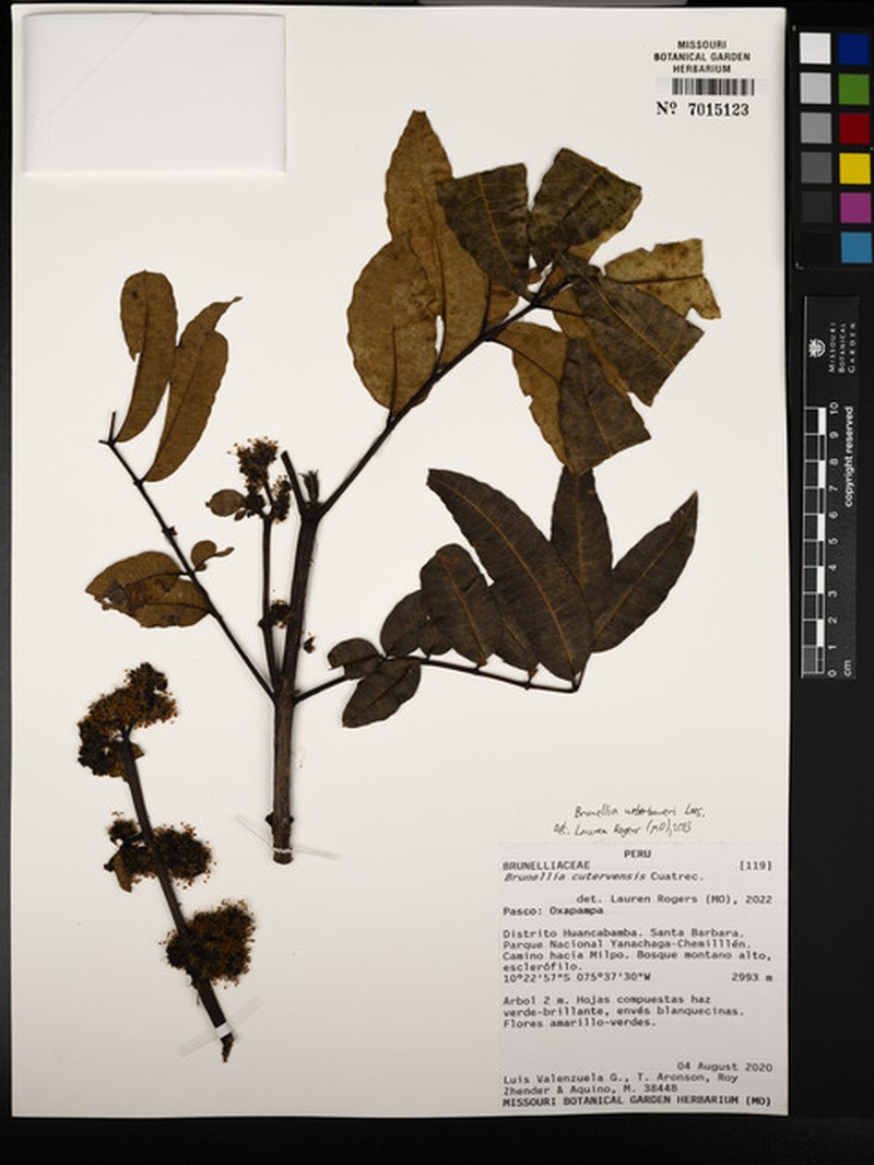 Brunellia weberbaueri