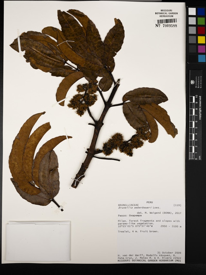 Brunellia weberbaueri photo 2