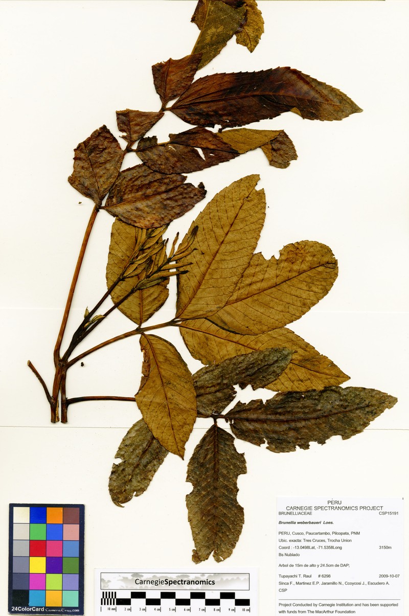 Brunellia weberbaueri photo 3