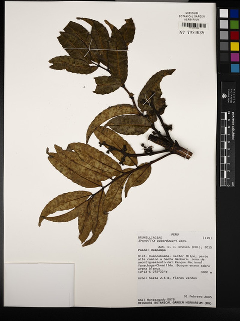 Brunellia weberbaueri photo 4