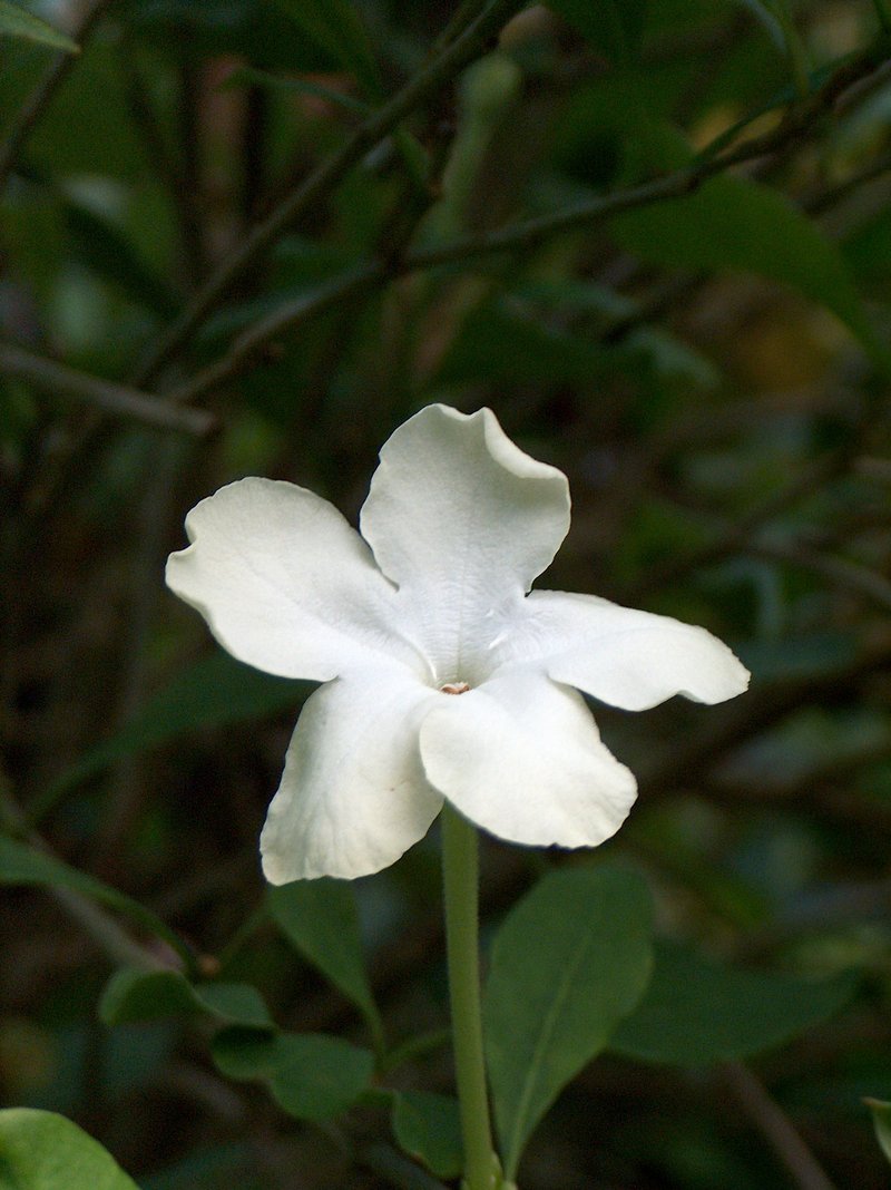 American Brunfelsia