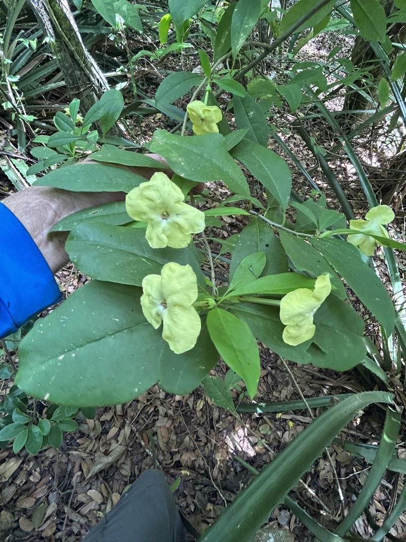 American Brunfelsia