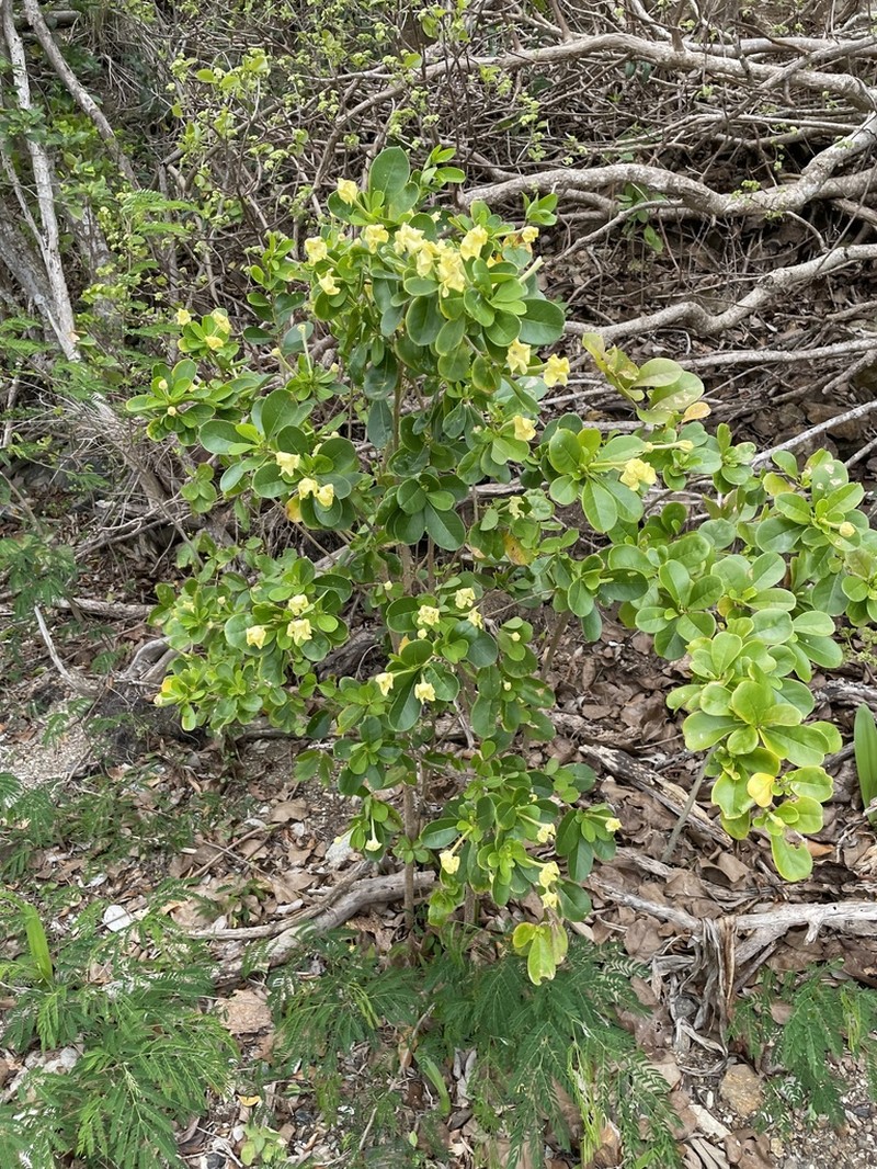 American Brunfelsia photo 2