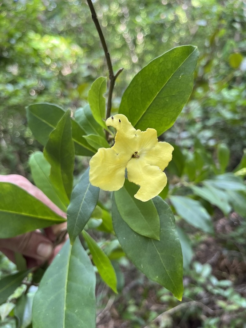 American Brunfelsia photo 3