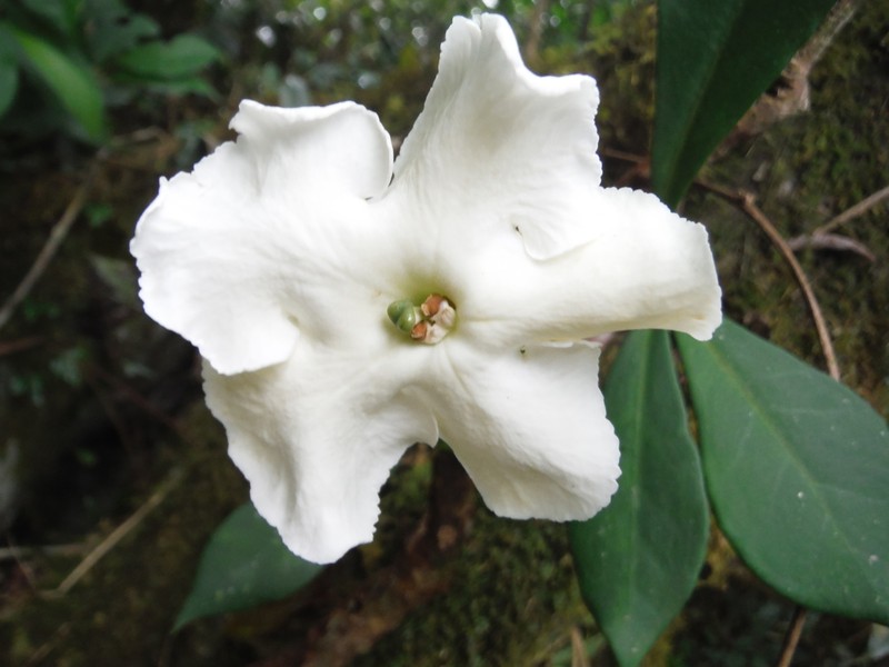 American Brunfelsia photo 4