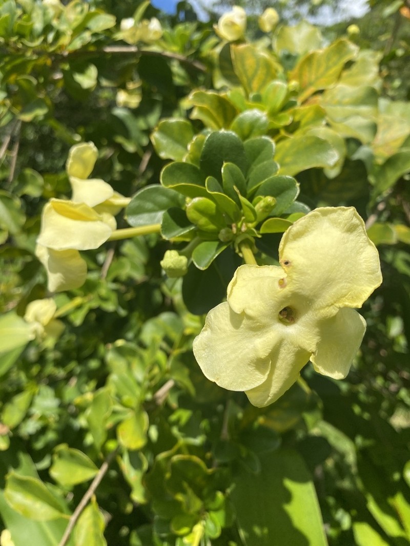 American Brunfelsia photo 5