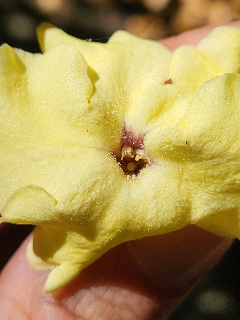 American Brunfelsia photo 6