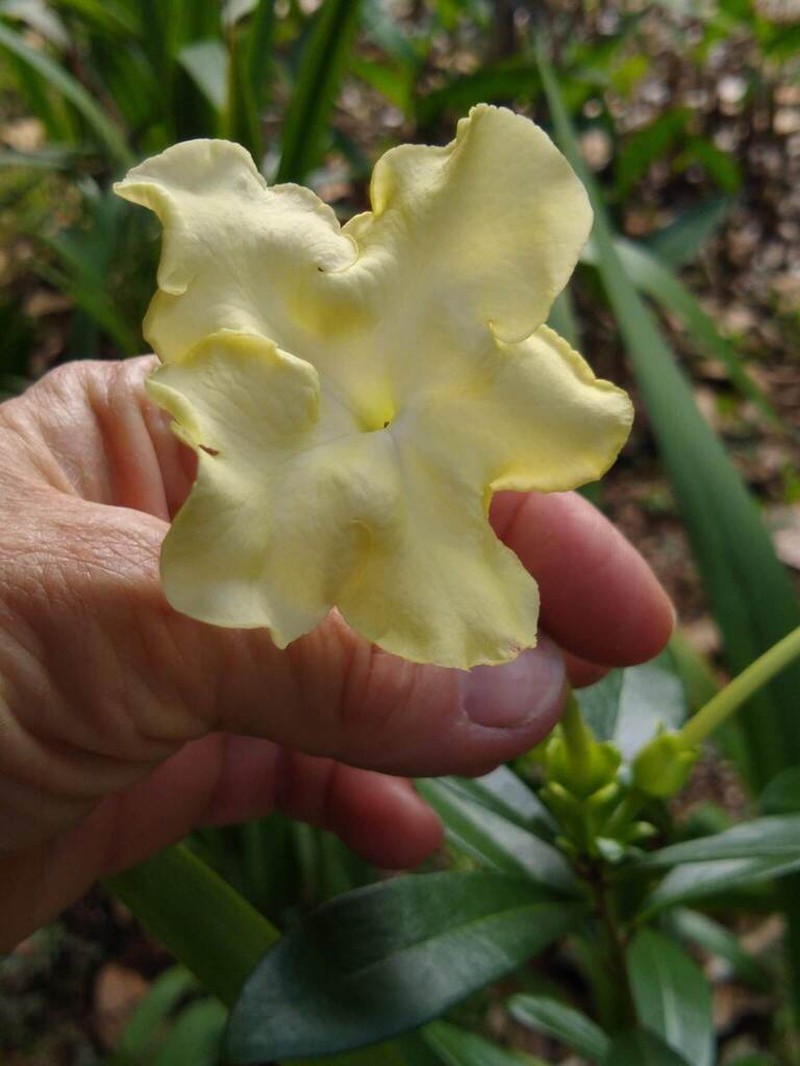 American Brunfelsia photo 7
