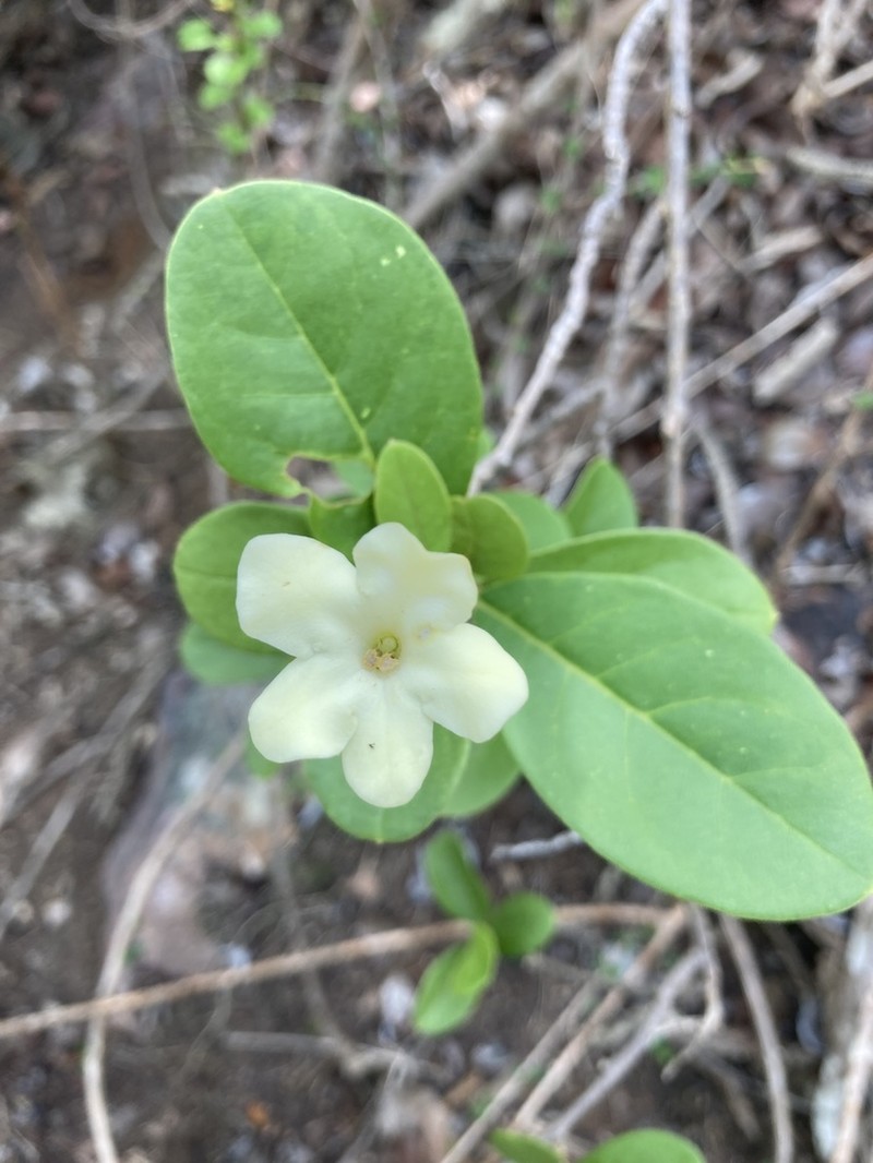 American Brunfelsia photo 8