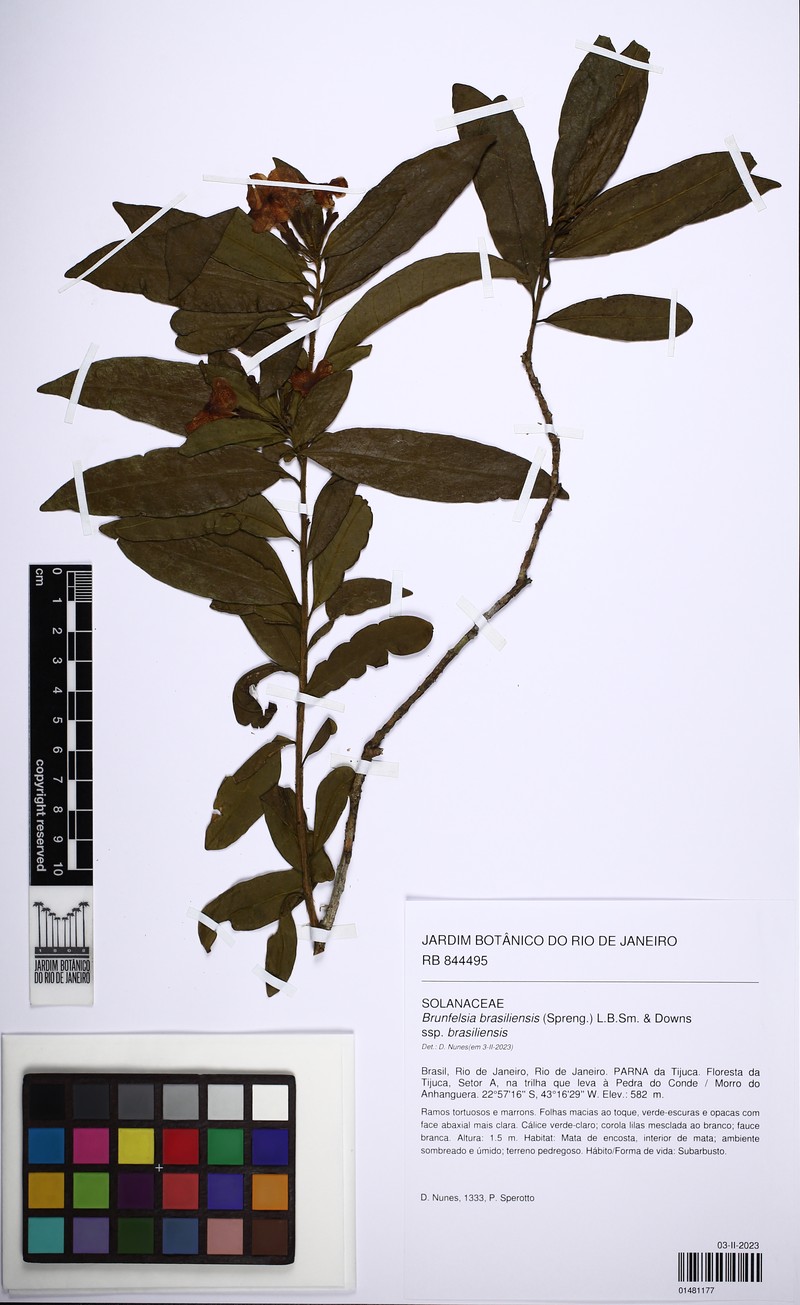 Brunfelsia brasiliensis subsp. brasiliensis