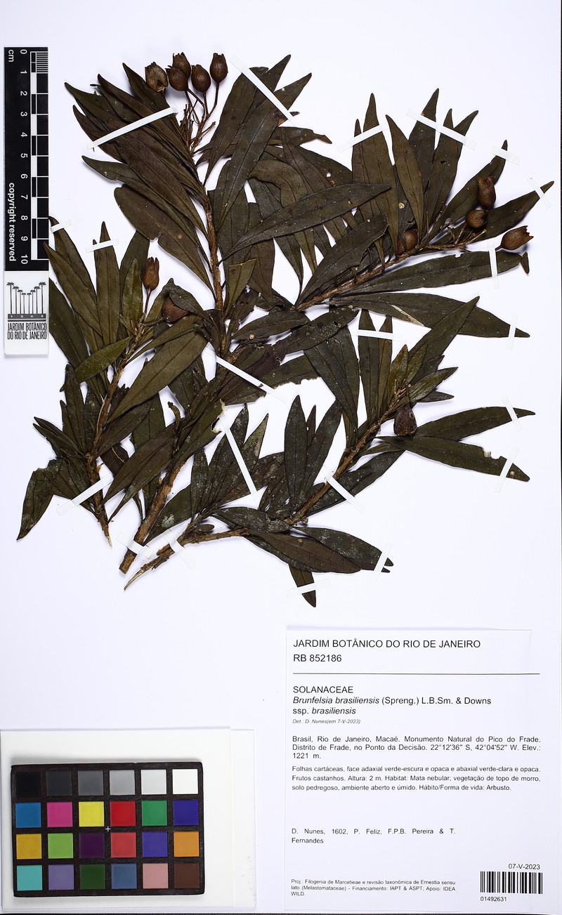 Brunfelsia brasiliensis subsp. brasiliensis photo 2