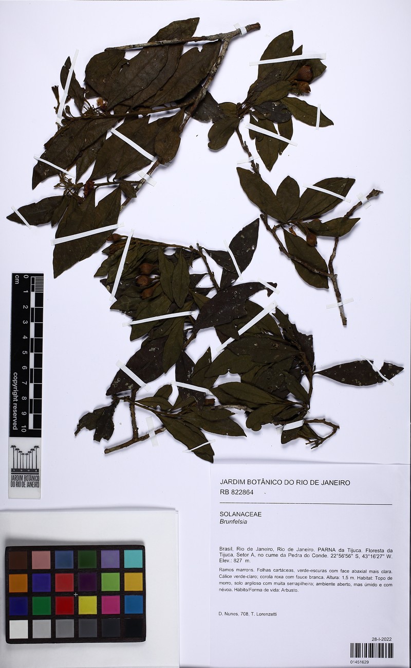 Brunfelsia brasiliensis subsp. brasiliensis photo 3