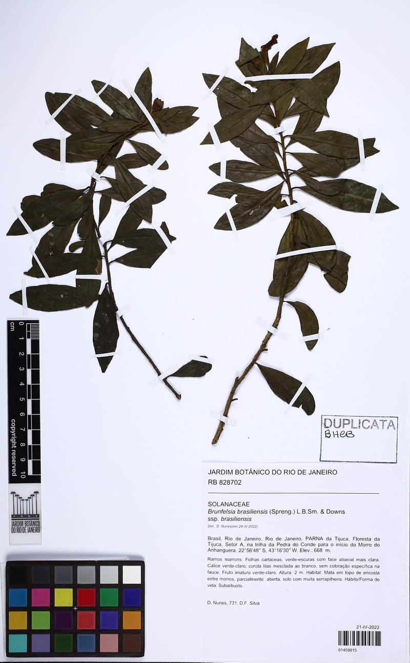 Brunfelsia brasiliensis subsp. brasiliensis photo 4