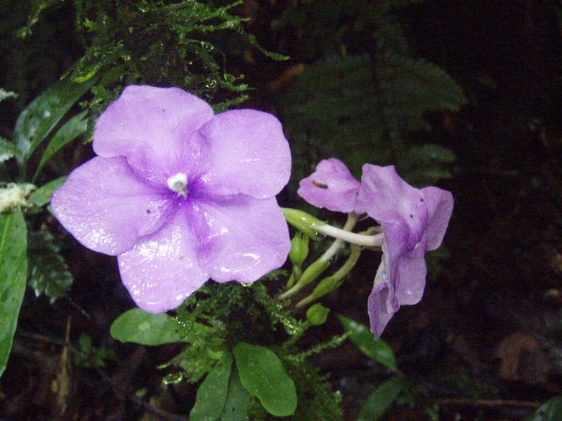 Brunfelsia cabiesesiana photo 2