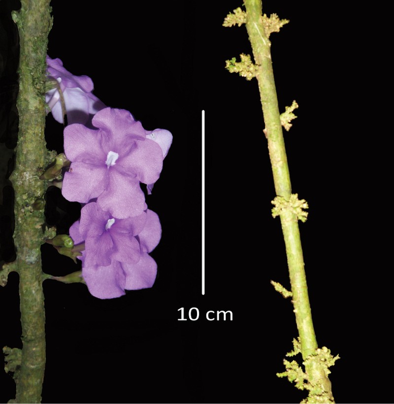 Brunfelsia cabiesesiana