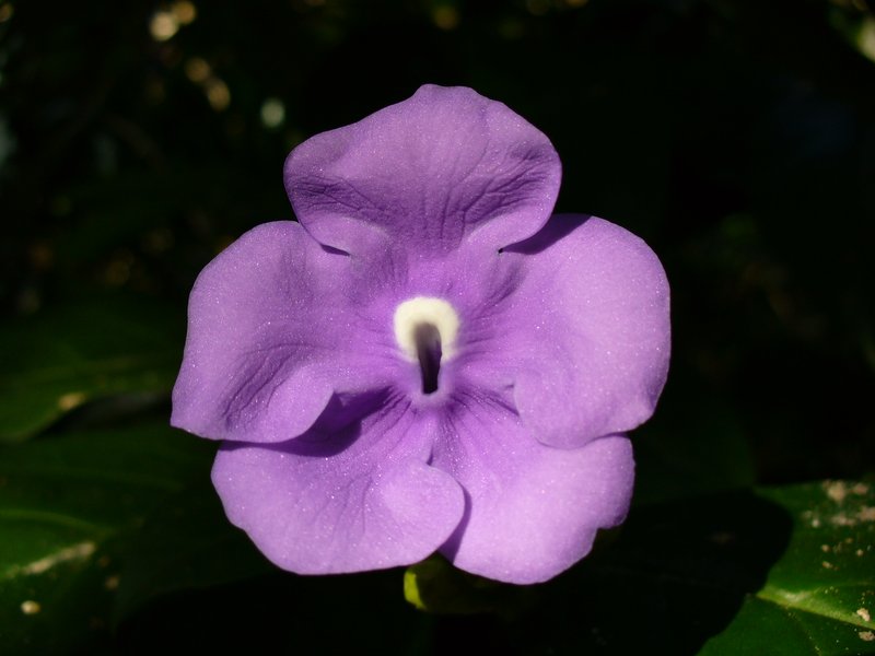 Brunfelsia