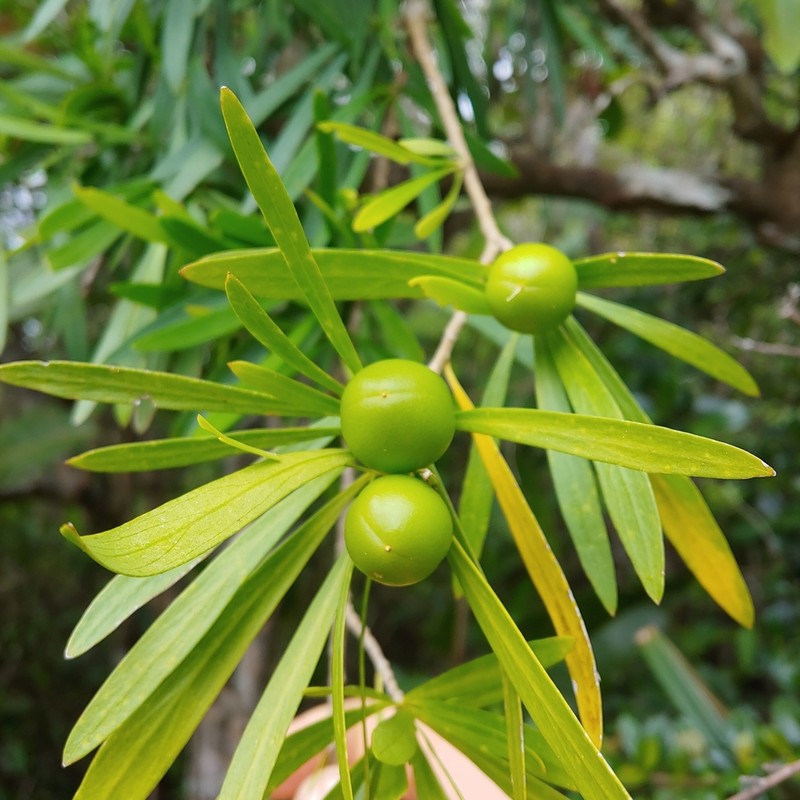 Serpentine Hill Raintree photo 2