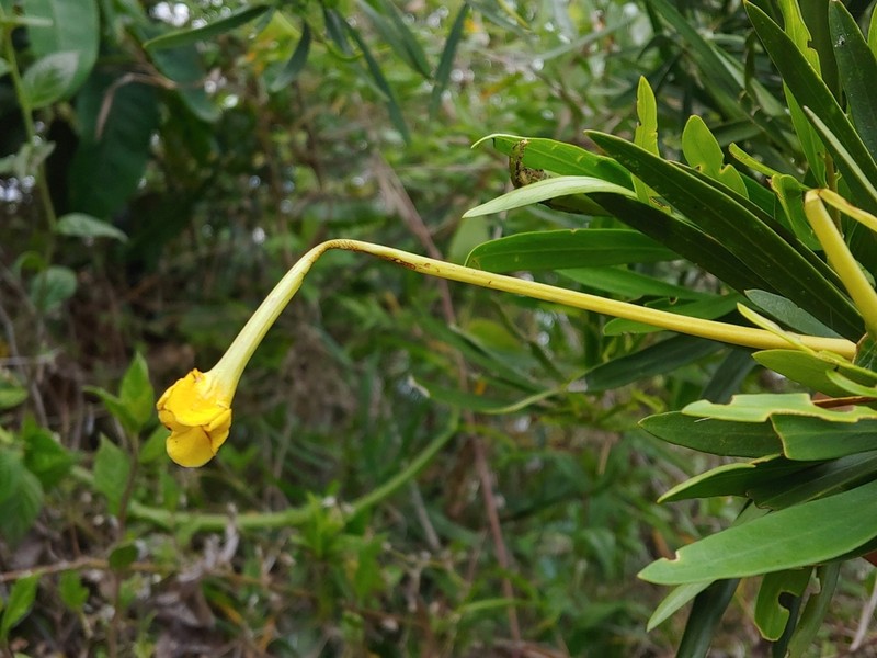 Serpentine Hill Raintree photo 5