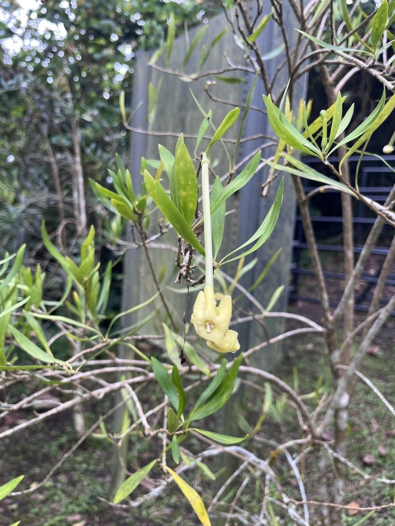 Serpentine Hill Raintree photo 7