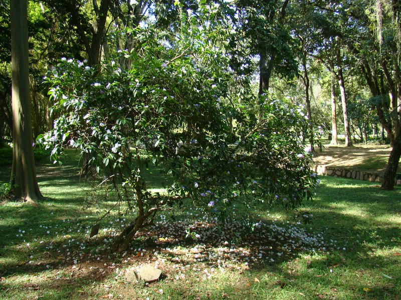 Largeflower Brunfelsia
