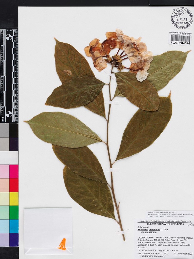 Brunfelsia grandiflora subsp. grandiflora
