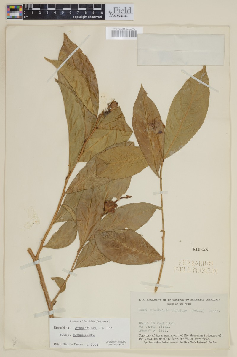 Brunfelsia grandiflora subsp. grandiflora photo 2