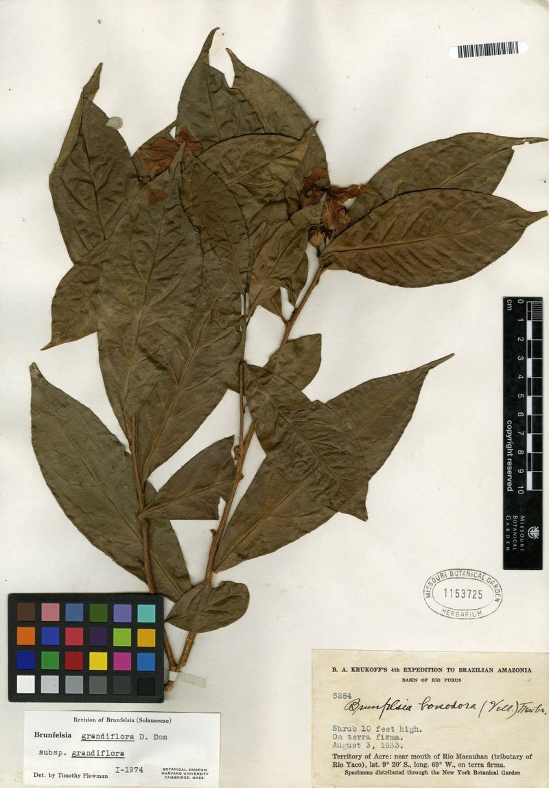 Brunfelsia grandiflora subsp. grandiflora photo 3