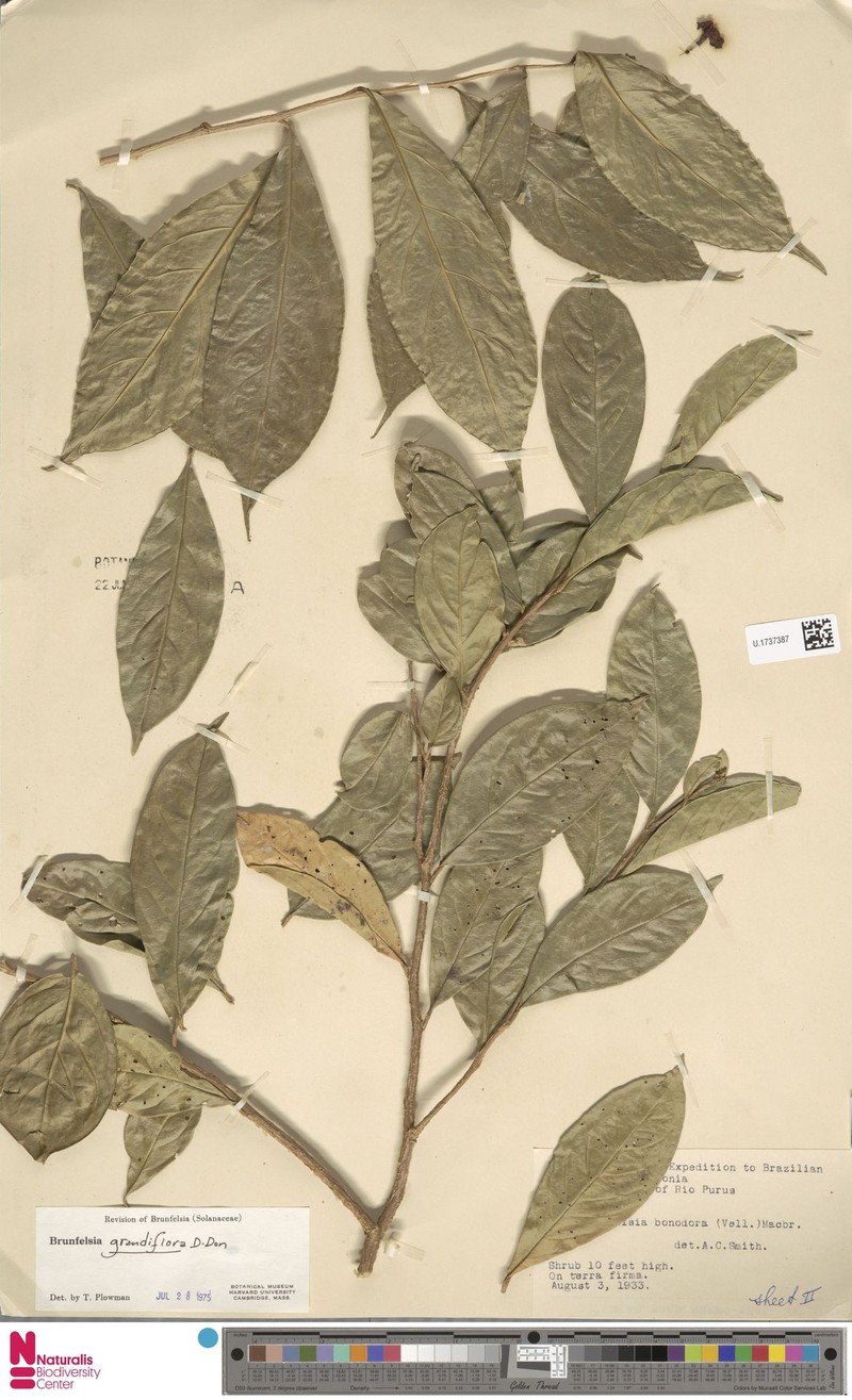 Brunfelsia grandiflora subsp. grandiflora photo 4