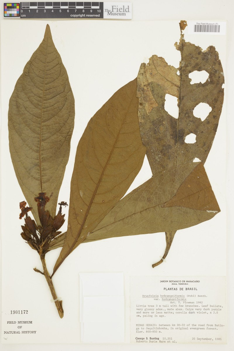 Brunfelsia hydrangeiformis subsp. hydrangeiformis