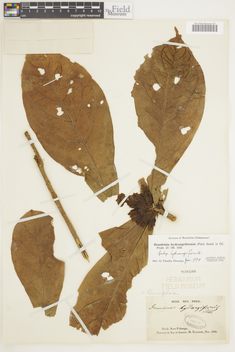 Brunfelsia hydrangeiformis subsp. hydrangeiformis photo 2