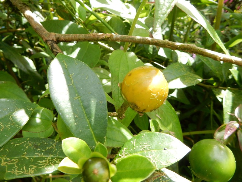 Vega Blanca