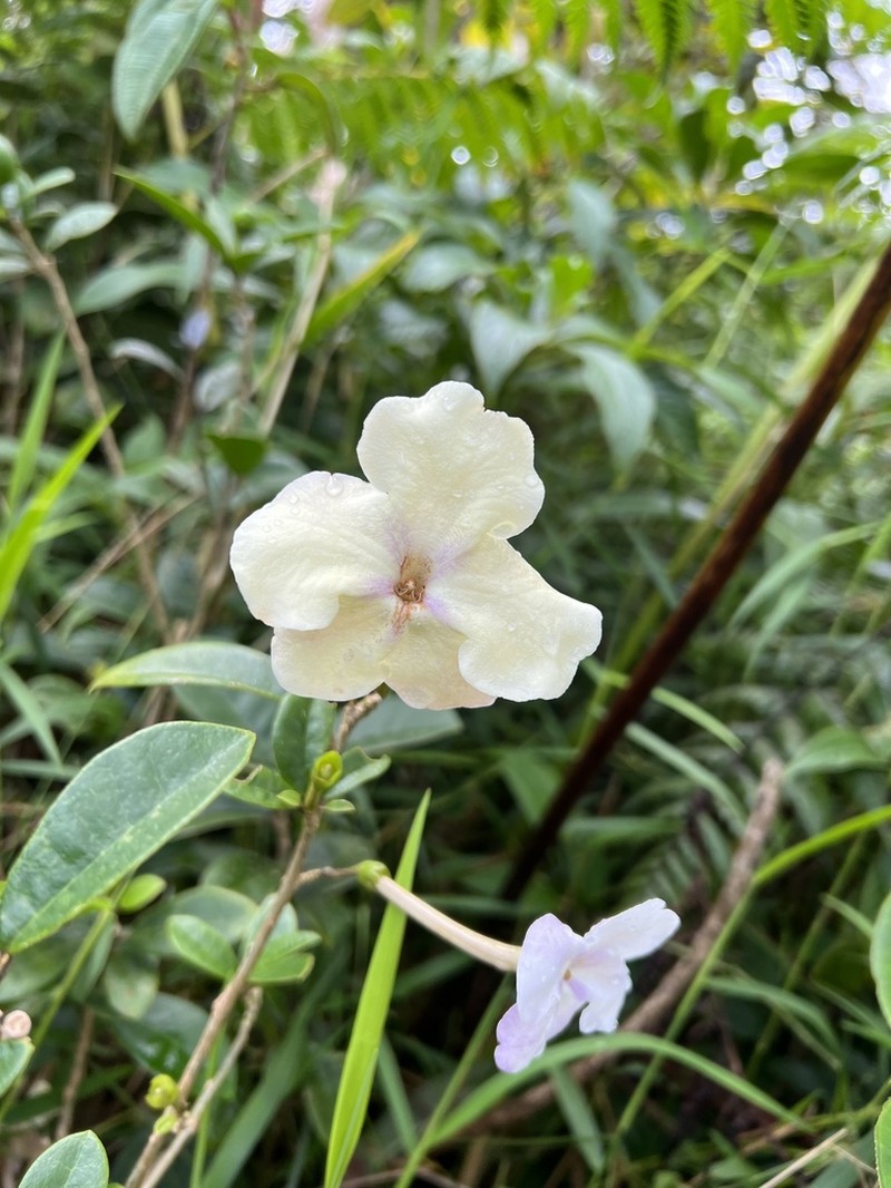 Vega Blanca photo 4