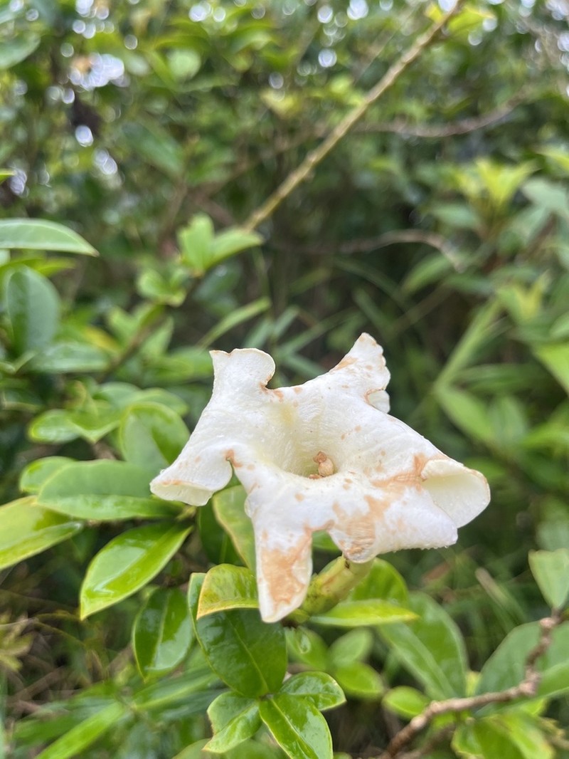 Vega Blanca photo 5
