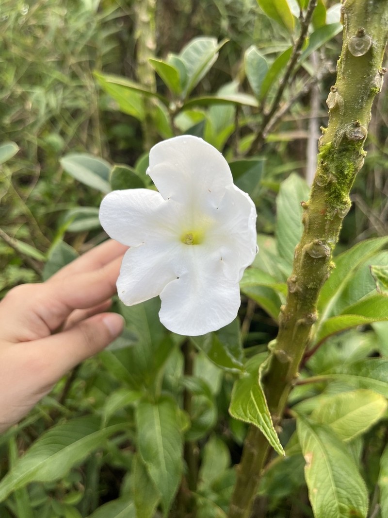 Vega Blanca photo 7