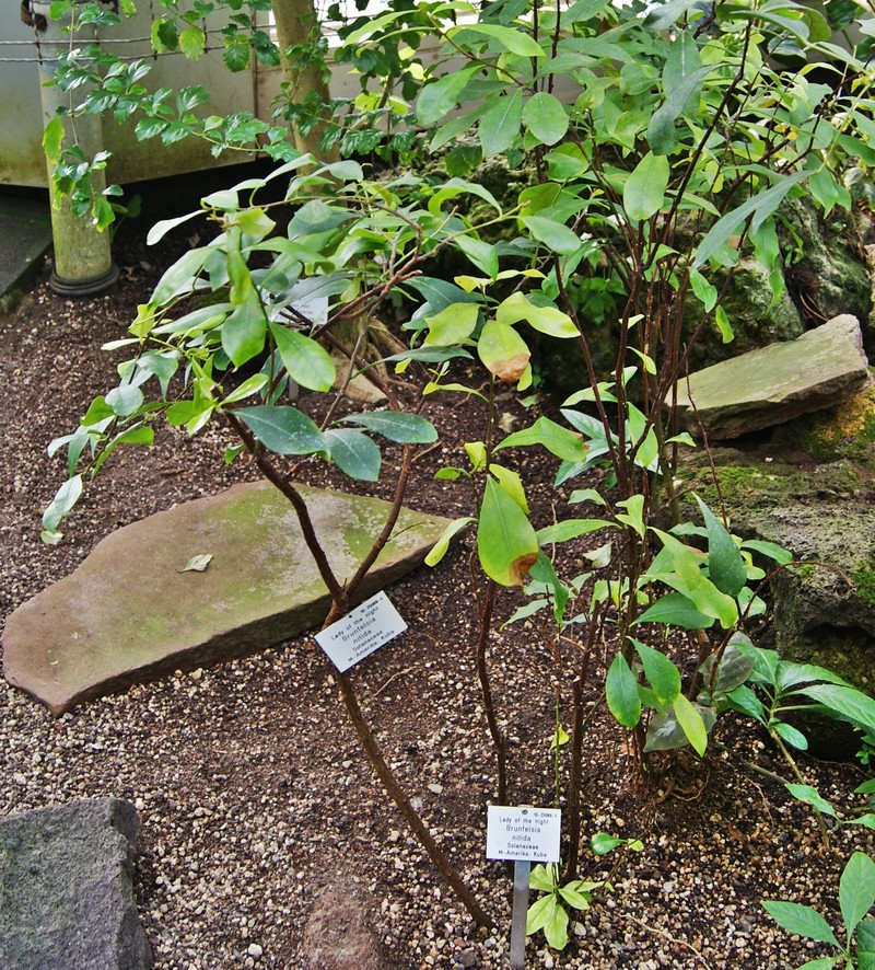 Cuban Raintree photo 2